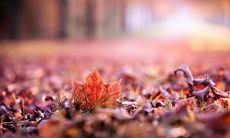 在深秋萧瑟的季节里，带着浓郁的唯美气息：一组令人陶醉的短句