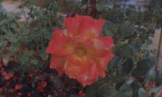 一份汇总了适合在朋友圈分享的正能量短语的超长标题