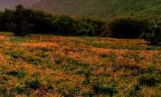 如何创作令人振奋、口感爽口的保险队名口号？