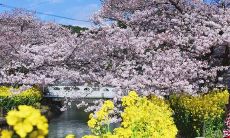 让内心宁静的早晨问候句子