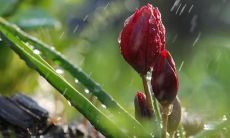 探究亲情无尽伟大的话语，感受家庭温暖与依托的力量