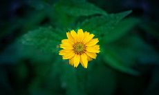 一些简短而幸福的句子，用于描述生活的美好和喜悦感受