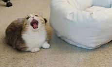 带来无限欢乐的超级可爱又沙雕的朋友圈文案，搞笑有趣让你嗨翻天！