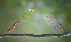 寻觅心上人的美妙语句：渴望传达爱意的句子集锦