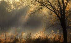 怎样用优美的语言描绘秋天清晨的景象？来欣赏一下这些富有诗意的句子吧！