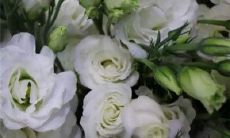 探寻亲情美满的甜美句子，沉浸在亲情温馨的世界里！