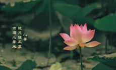 小暑节气到了，赶紧收藏这份适合文问候祝福语说说的短信祝福语大全！