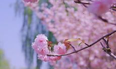 收录了让人感动心灵的抖音唯美句子，让你沉浸在诗情画意的世界中