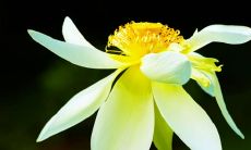 下午好！分享一些简单又有趣的句子及适合朋友圈与微信群发的图片！