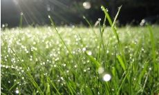 清晨美好句子分享：让你感悟生命与自然的奇妙旅程