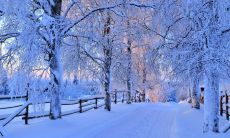 陶醉于初雪美景，倾心刻画的抒情句子
