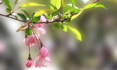 用生动细腻语言描绘春季四季分明、花开满园的美景：春日阳光温暖，万物苏醒，细雨润物，绿叶嫩芽竞相争艳，唤醒了大地沉睡的生命之力