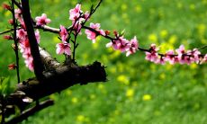 用生动的语言描绘春天的气息和风情：充满生机与希望的季节，让人感受到温暖、芬芳和柔和的气息