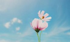 探究诗经中描写兄弟姐妹之间情感纽带的各种表达方式