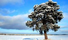 如何向朋友们在立夏时节发出一条精心制作的问候短信？