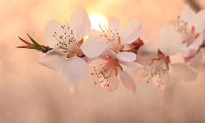 展现亲情之美的温馨句子，温暖人心、打动心灵！