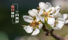 四月时节美丽简短的语句：点缀你的春日生活