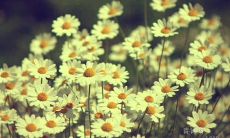 探究巴金名言警句的意义与价值：探索这位文学巨匠深刻思想和智慧的泉源