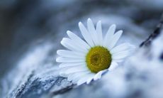 生命的态度决定一切：汇集人生智慧的哲言与引导灵魂的启示