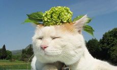 探讨猫咪的特点和行为习惯，让你更加了解这一与人类紧密联系的小动物的文章