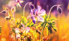 深情赞颂亲情的文艺句子，引发心灵共鸣与感悟