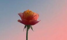 当自己身染重病，深陷高烧之中，如何掌握发朋友圈的讲究？