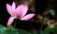 在生活中如何使用莲花作为比喻来表达一个平静的心态的句子？