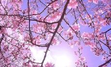 一起拍照赏花的闺蜜，我们的美好时光在朋友圈分享！