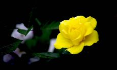 以华丽的文学句式恰如其分地赋予春天温馨、欢快、喜悦的氛围——关于春色的挑逗性、清新、绚烂、轻盈的修辞表达