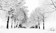 一同感受冬季风光之美：优美悠扬的句子描绘冬天的寒冷气息，让人陶醉不已！