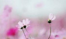 探寻亲情真谛：人类历史上最能触动心灵的句子分享