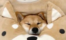 祝愿我的孩子们每天都充满快乐和喜悦的真心话