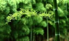 探寻竹林之美：来自诗歌中生动描写竹子的精华句子