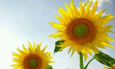 An Elaborate Sentence on the Significance and Complexity of Family Bonds in English Language