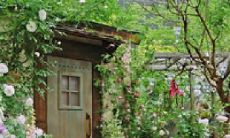 探讨亲情和感情之间微妙的差别：从家庭记忆到爱情珍藏的句子探究