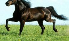 探讨关于马的座右铭及其对人类历史、文化和生活的影响