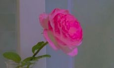 坚持不懈的励志名言：要在挫折中保持坚强，耐心地迈向成功的道路！