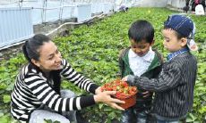 分享：带着孩子一起摘草莓的快乐时光中，欢声笑语的美好句子