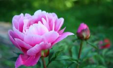 当爱人变成亲人，悲凉的情感逐渐浮现