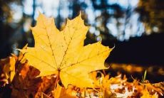 欢声笑语，共赏欢乐时光——描述集体游戏中欣喜融洽氛围的句子