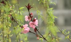 三月的到来给我们带来了什么有趣的事情？让我们来探索一下关于三月的故事和句子吧！