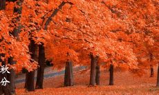 秋分的那些说说，分享朋友圈集锦，感受秋风落叶，诉说心情点滴