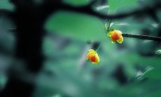 跟随自然的律动，释放内心束缚的洒脱情怀