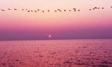 献给自然的感恩之言：不朽的句子，永恒的情怀！