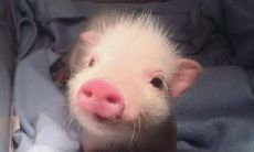 脸上洋溢着快乐的模样，就像一只欢乐的小猪 —— 一系列幽默的句子