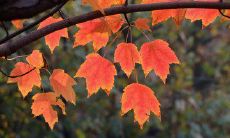 给你发来的问候短信：春季转凉，气温下降，请注意保暖！