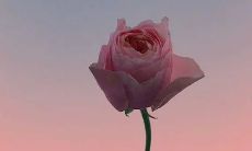 一份感人至深的情书：令人动容的告白句子大全