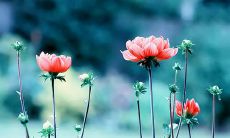 21句温暖心情短语，用来告别三月迎接四月：感受春天渐暖，送走寒冬冰凉，迎来四月阳光明媚！