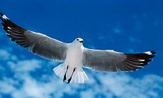 如何面对一个冷漠无情的世界——一组形容亲情凉薄，反映社会炎凉的令人心寒语句