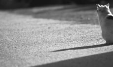 借助简短语言，表达关于亲情失望的句子，诉说内心真实感受